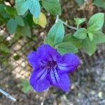 Ruellia geminiflora Çiçek