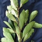 Ocotea insularis Otro