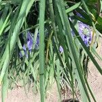 Iris unguicularis Folha