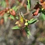 Hypericum lanceolatum Фрукт