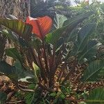 Philodendron melinonii Liść