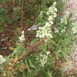 Chamaebatiaria millefolium Květ