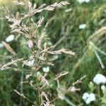 Agrostis stolonifera 花