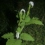 Heliotropium indicum Habitatea