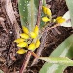 Eucalyptus pilularis Lorea