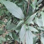 Ageratina riparia Folha