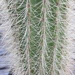 Pilosocereus chrysostele Hoja