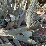 Opuntia engelmannii Leaf