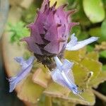 Plectranthus neochilus Flower