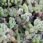 Mesembryanthemum nodiflorum Hoja