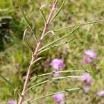 Lessingianthus rubricaulis Leaf