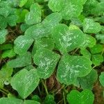 Parochetus communis Hoja