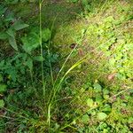 Carex capillaris Blomst