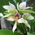 Prosthechea chacaoensis Flower