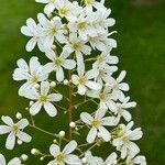 Saxifraga callosa 花