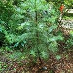 Cephalotaxus harringtoniaLeaf