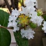 Lagerstroemia speciosaBark