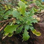 Arabis alpina Yeri