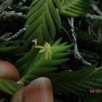 Angraecum podochiloides Flower
