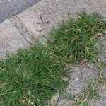 Cynodon dactylon Habit