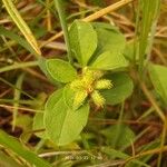 Acanthospermum australe Fruit