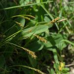 Carex sempervirens Fula