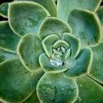 Echeveria elegans Leaf