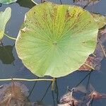 Nelumbo nucifera 葉