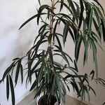 Ficus binnendykii List