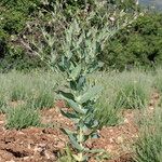 Vaccaria hispanica 形態