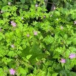 Geranium robertianumList