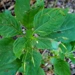 Impatiens parviflora Leaf