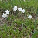 Narcissus cantabricus Kwiat