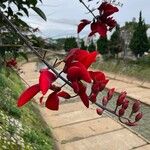 Erythrina fuscaFiore