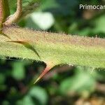 Rubus bracteatus Écorce