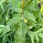 Bidens radiata Leaf