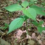 Laportea canadensis Folla