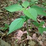 Laportea canadensis Leaf