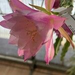 Disocactus phyllanthoides Blüte
