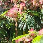 Albizia julibrissinЦветок