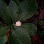 Daphnopsis costaricensis Fruit