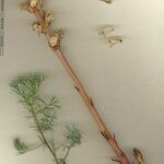 Orobanche artemisiae-campestris その他の提案