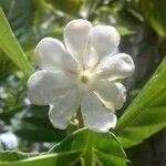 Guettarda speciosa Fleur