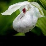Cypripedium reginae Blüte