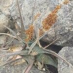 Aloe schweinfurthii Листок