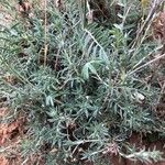 Astragalus missouriensis Leaf