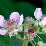 Rubus vestitus Квітка