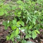 Rubus occidentalisFruit