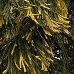 Calocedrus decurrens Leht