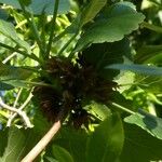 Greyia flanaganii Fruto